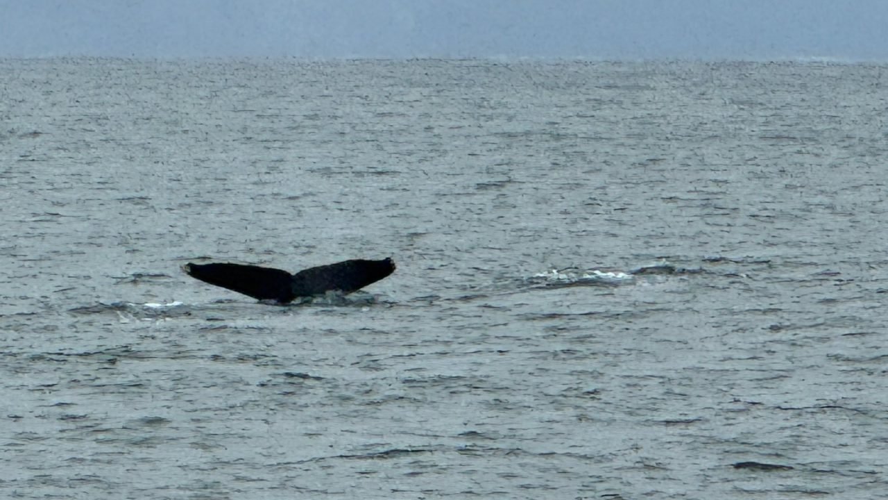 Cola de una ballena jorobada sumergiéndose en la Bahía de Banderas frente a Puerto Vallarta