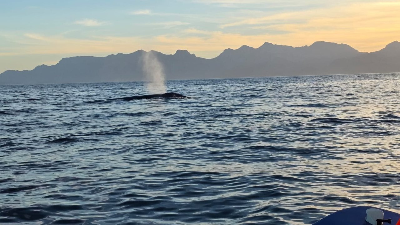 Una ballena azul soplando al amanecer frente a la Sierra de la Giganta, vista desde la lancha, Loreto